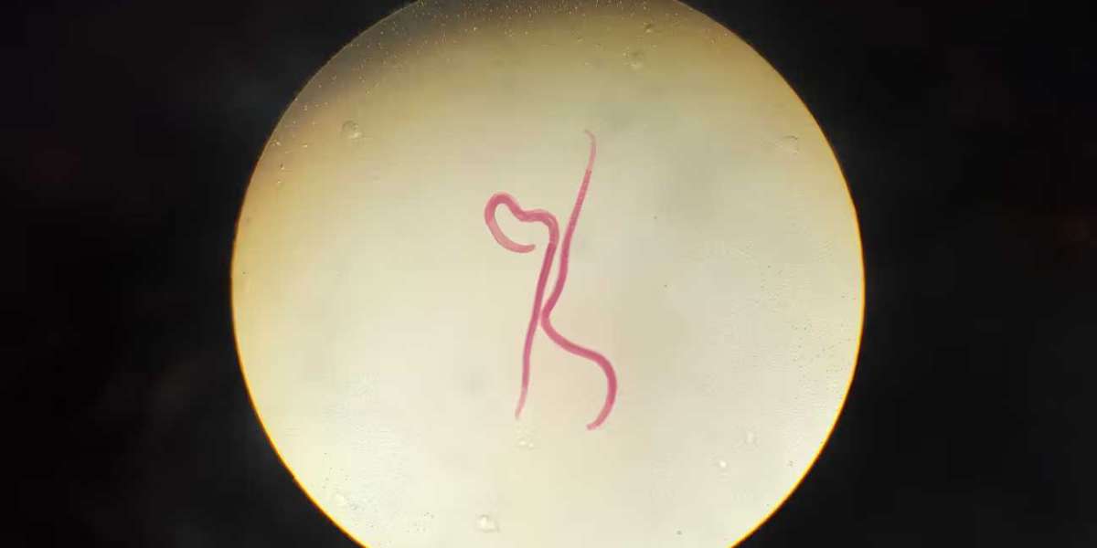 How effective is Nizonide 500mg in managing your Parasitic Worm Infection?